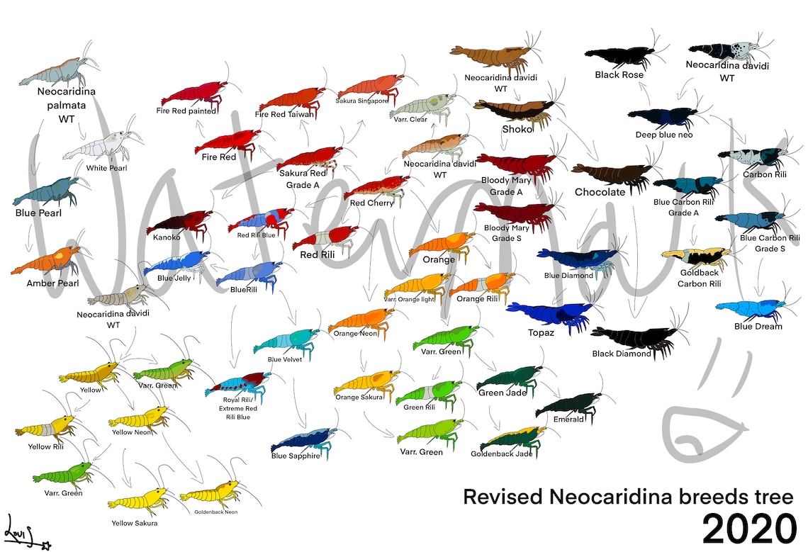 strom neocaridina